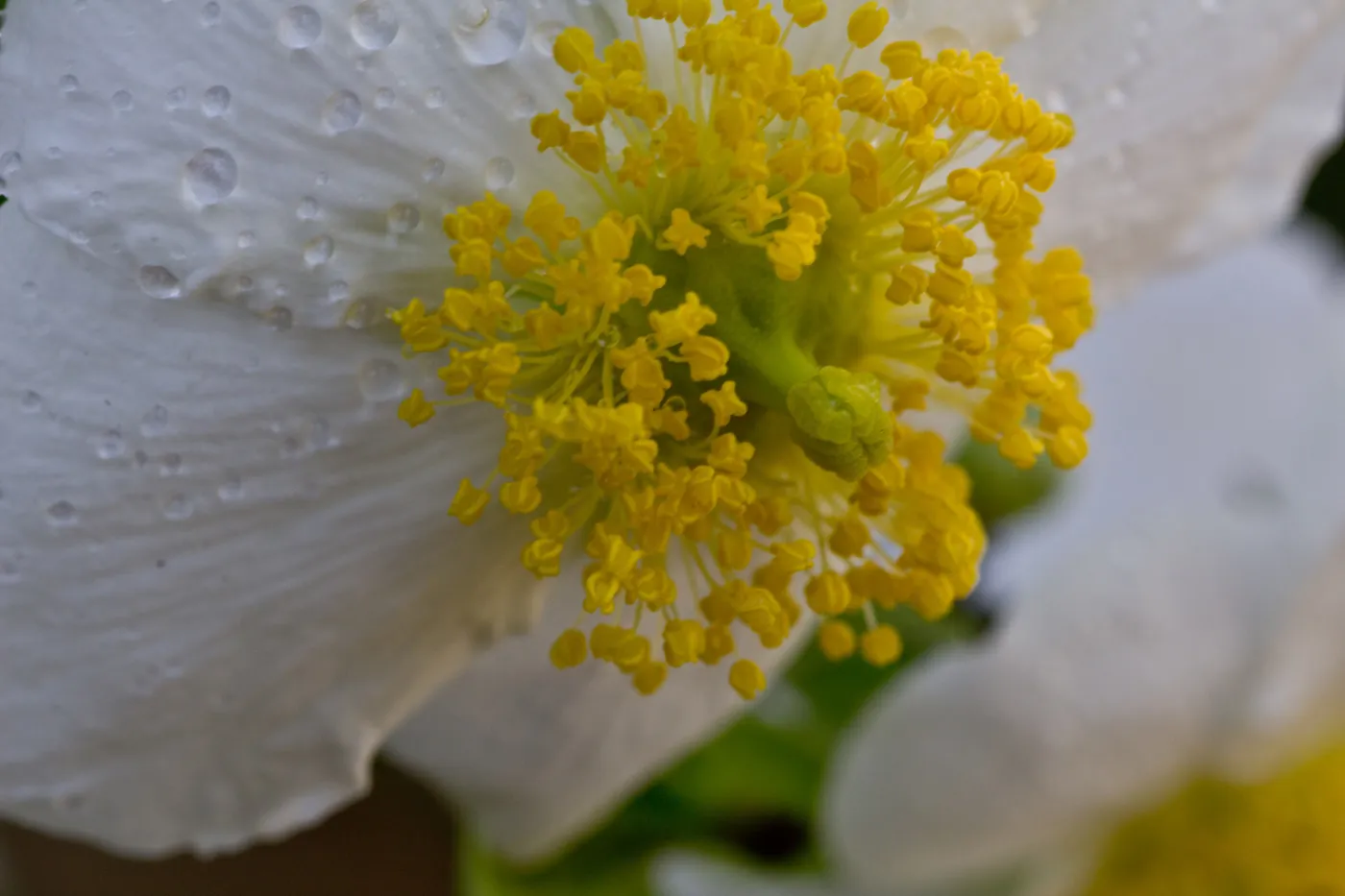 SBBG Wildflowers, Â©DeniseDewirePhotography
