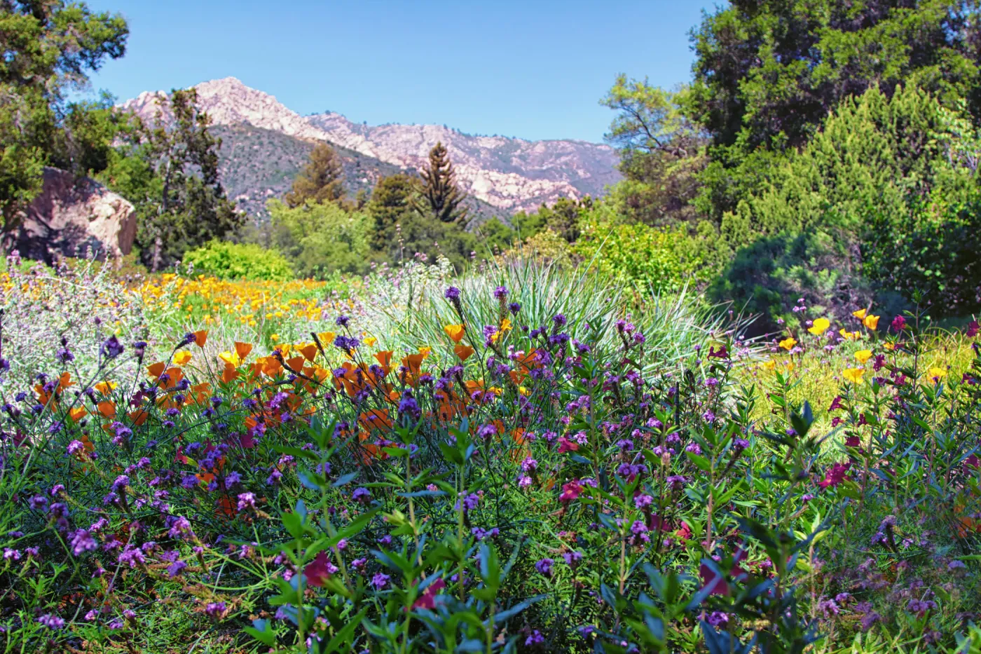SBBG Wildflowers, Â©DeniseDewirePhotography