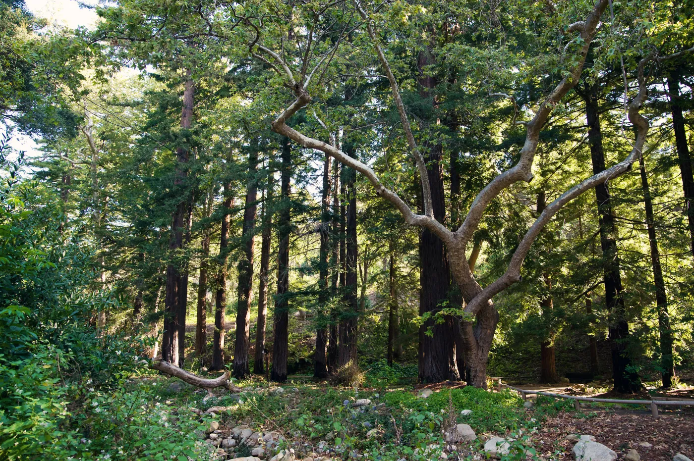 SBBG Spring 2012, Â©ZstheDayPhotography (Coast Redwood)