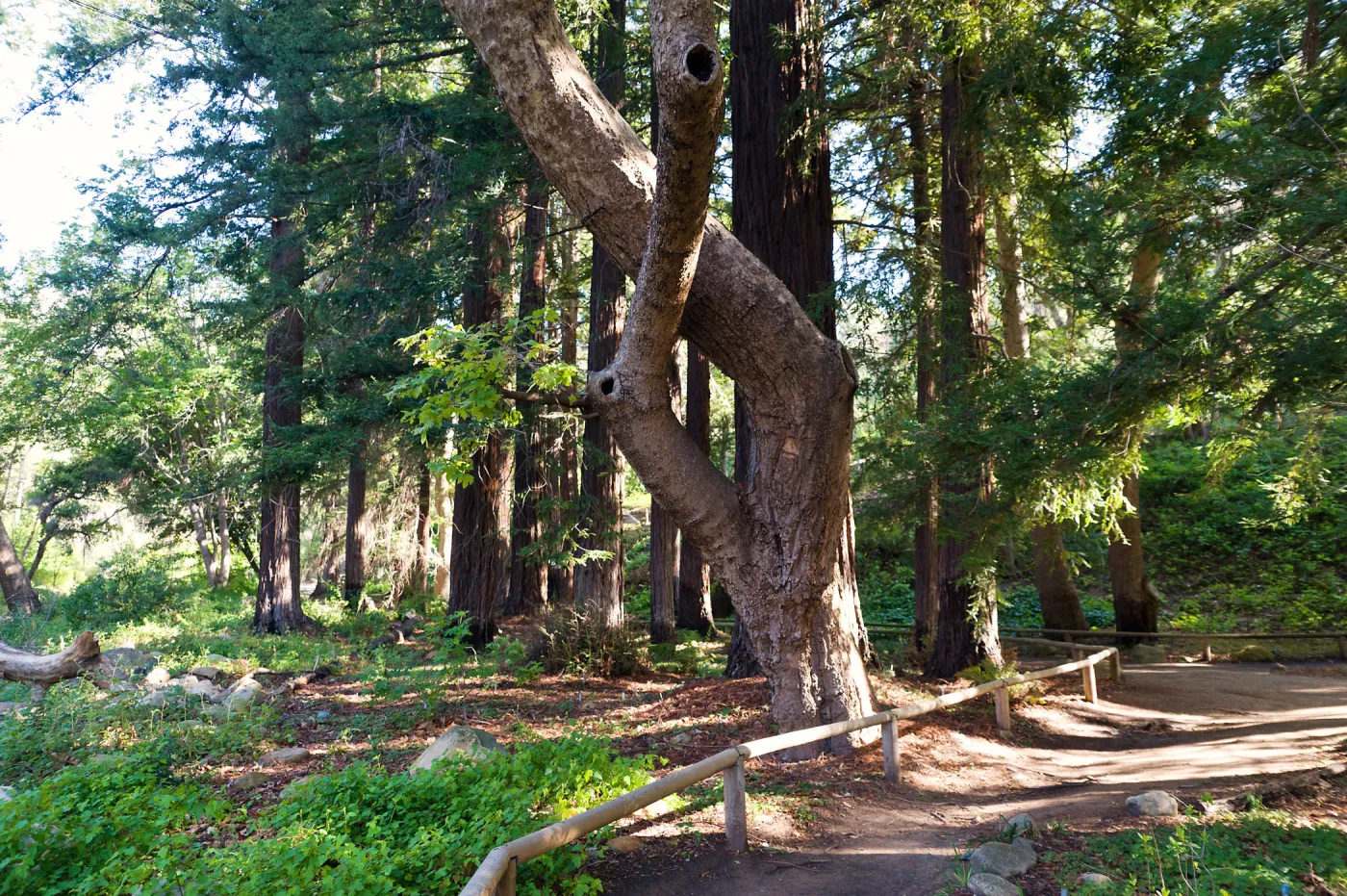 SBBG Spring 2012, Â©ZstheDayPhotography