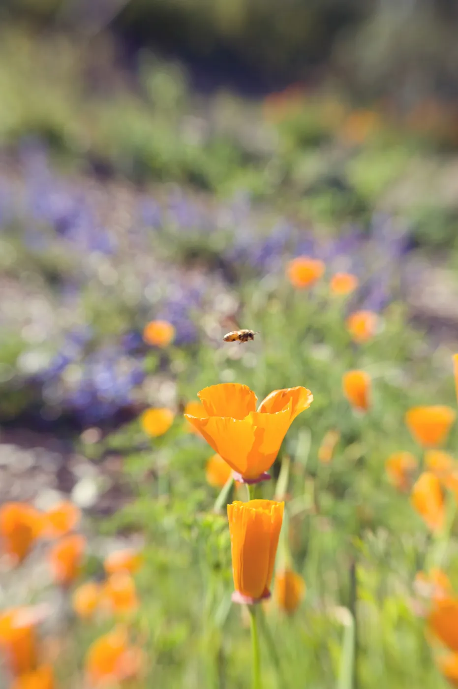 SBBG Spring 2012, Â©ZstheDayPhotography