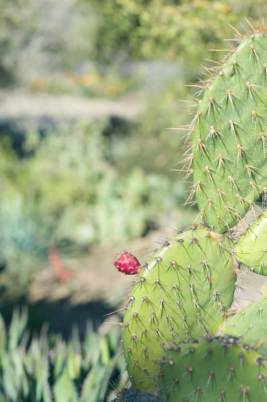 SBBG Spring 2012, Â©ZstheDayPhotography (Prickly-pear)