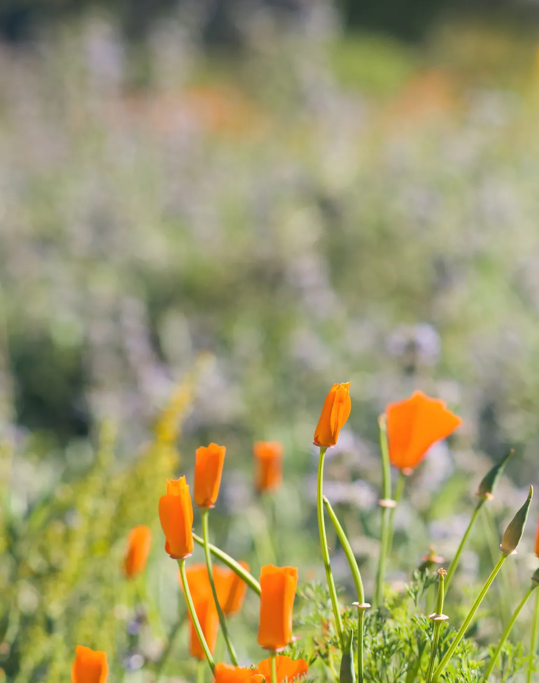 SBBG Spring 2012, Â©ZstheDayPhotography