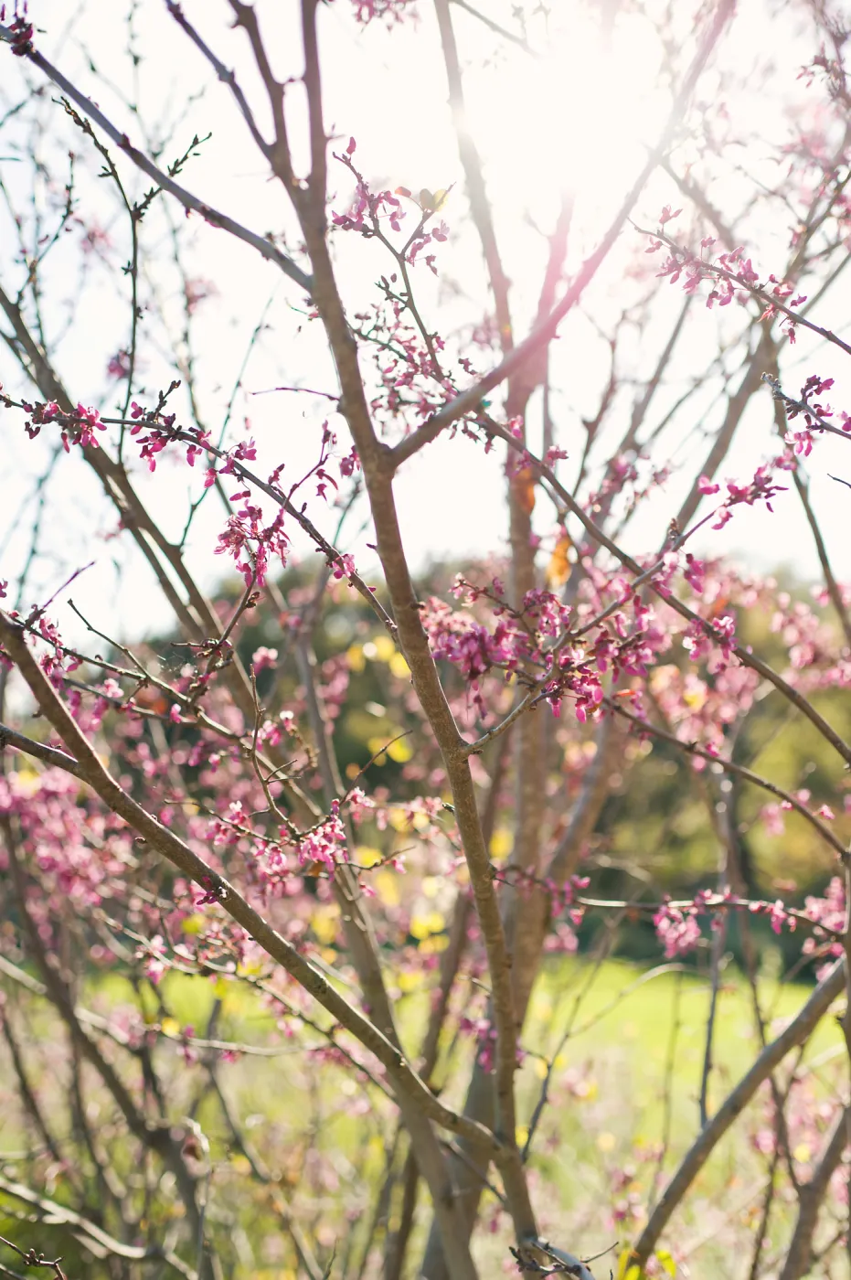 SBBG Spring 2012, Â©ZstheDayPhotography