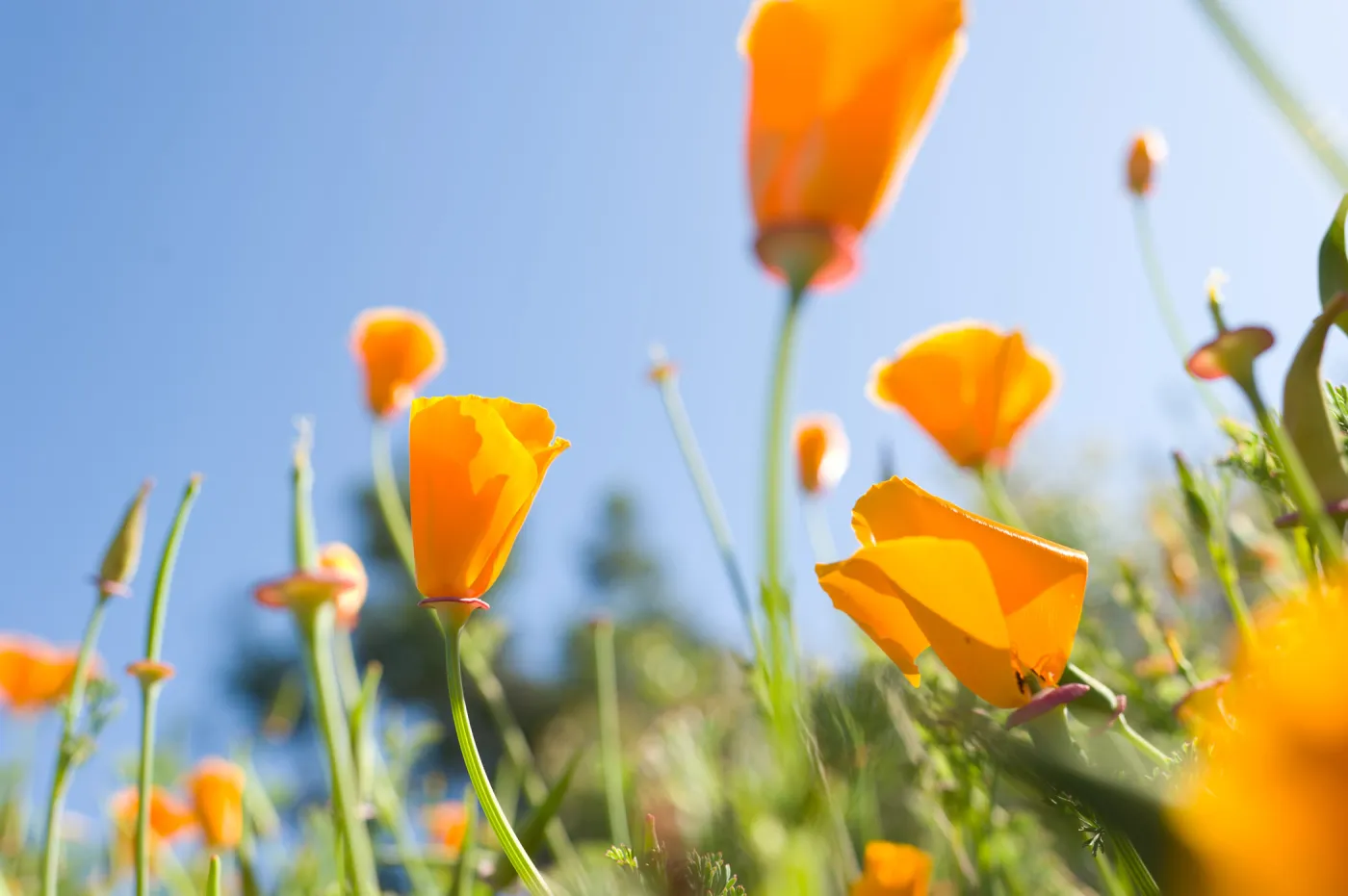 SBBG Spring 2012, Â©ZstheDayPhotography