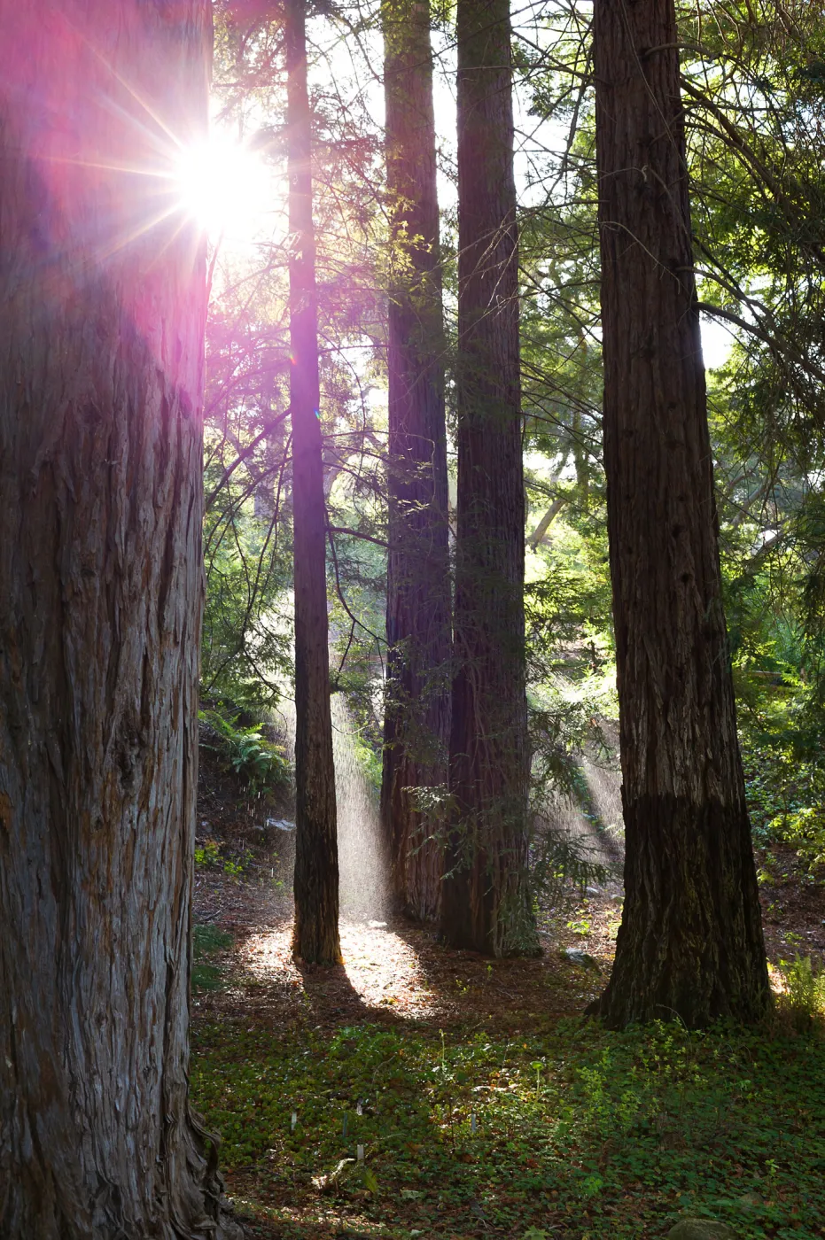 SBBG Spring 2012, Â©ZstheDayPhotography