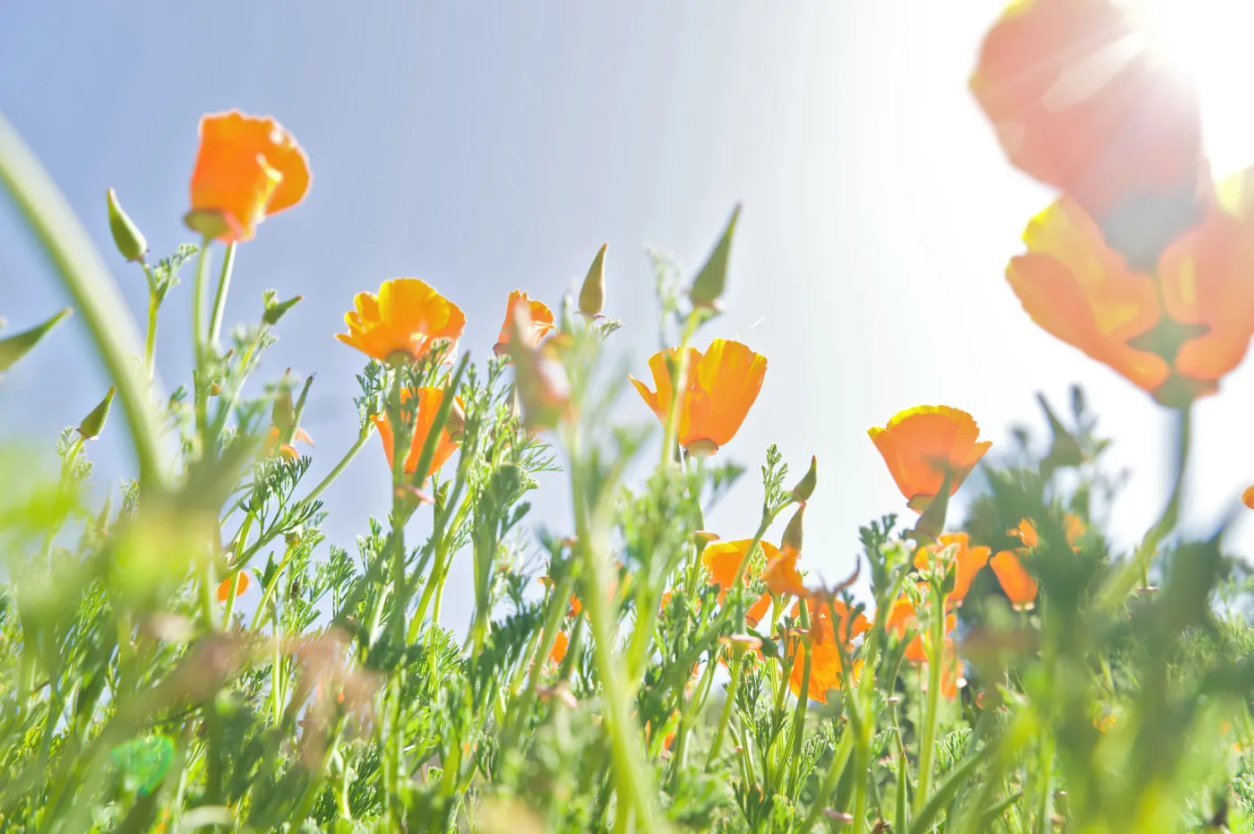 SBBG Spring 2012, Â©ZstheDayPhotography