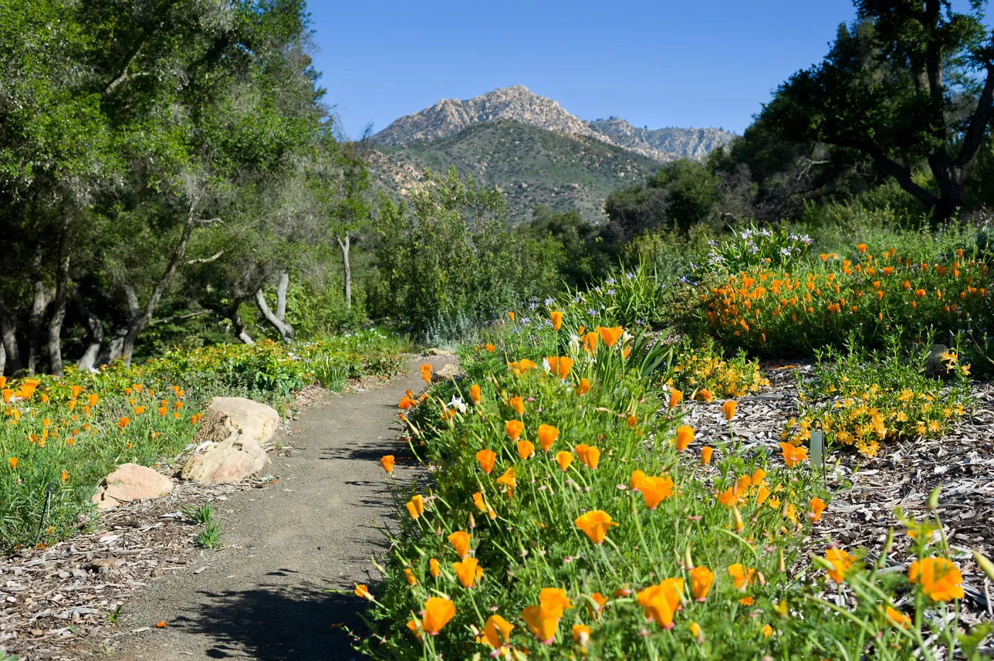 Porter Trail with poppies, SBBG Spring 2012, Â©ZstheDayPhotography