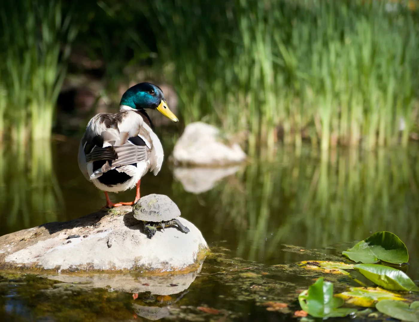 SBBG Spring 2012, Â©ZstheDayPhotography