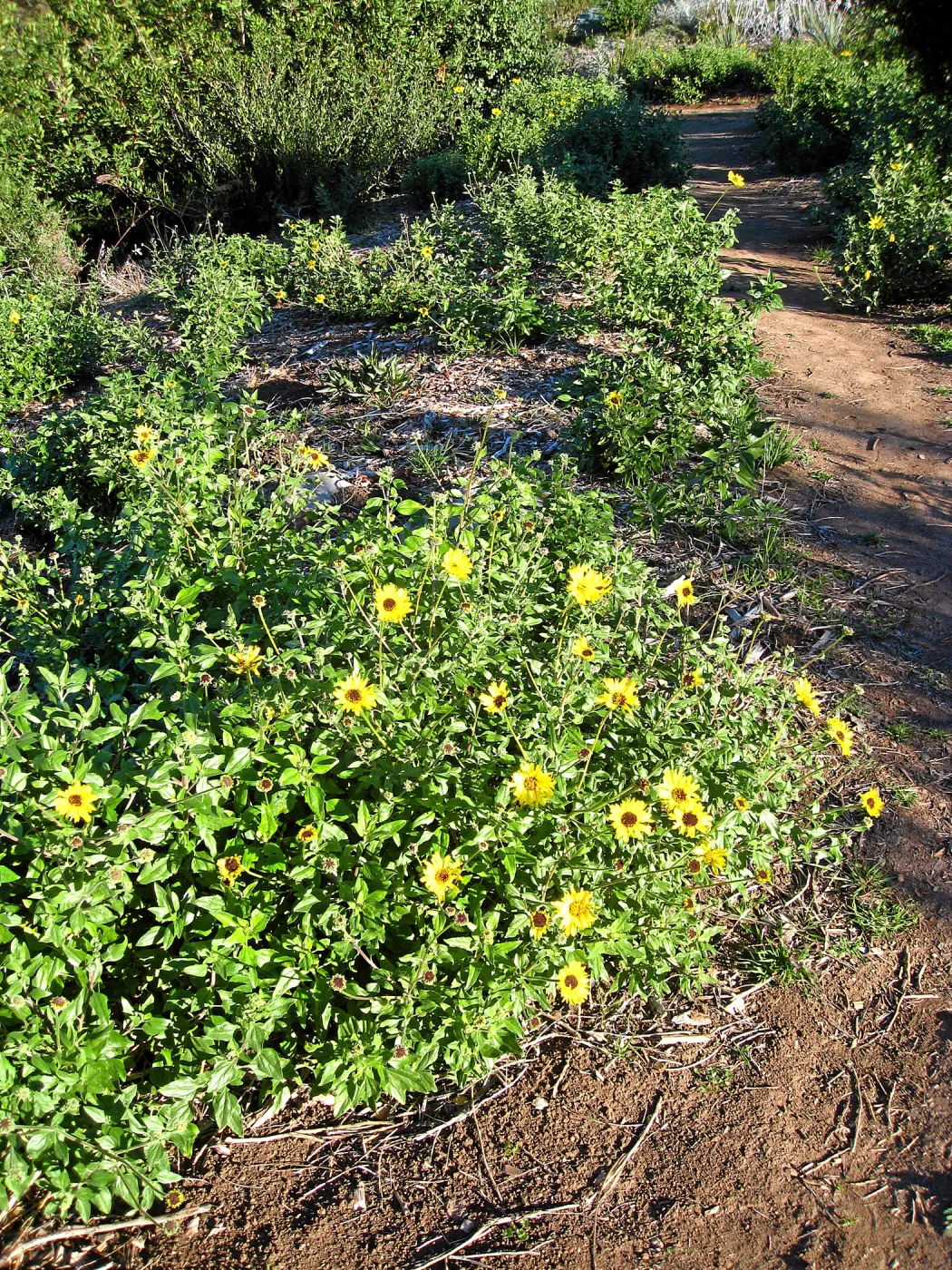 Encelia californica on Porter Trail