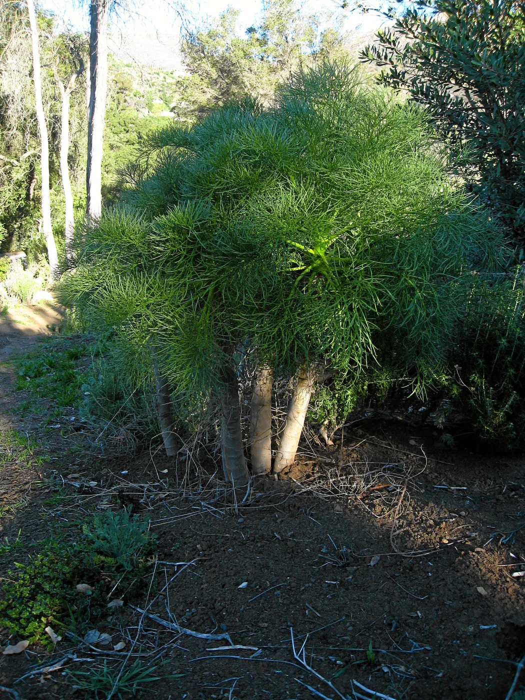 Coreopsis gigantea on Porter Trail