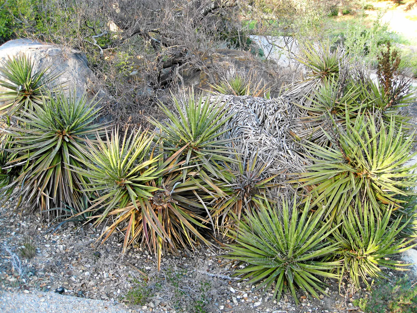 Fallen Mojave yucca (Yucca schidigera) before clean-up