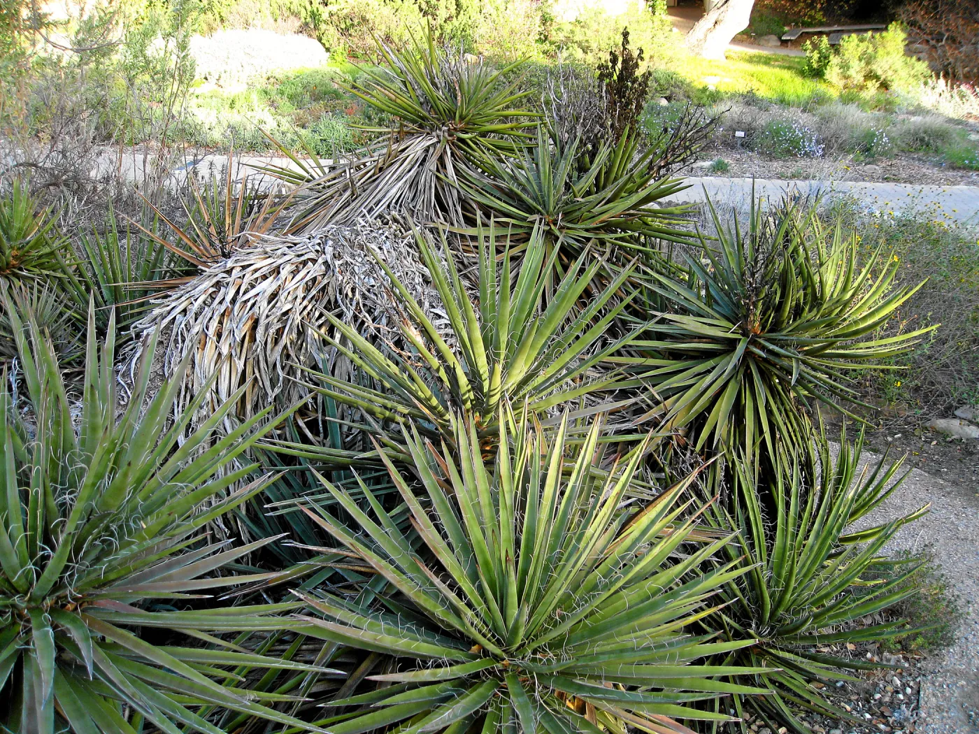 Fallen Mojave yucca (Yucca schidigera) before clean-up