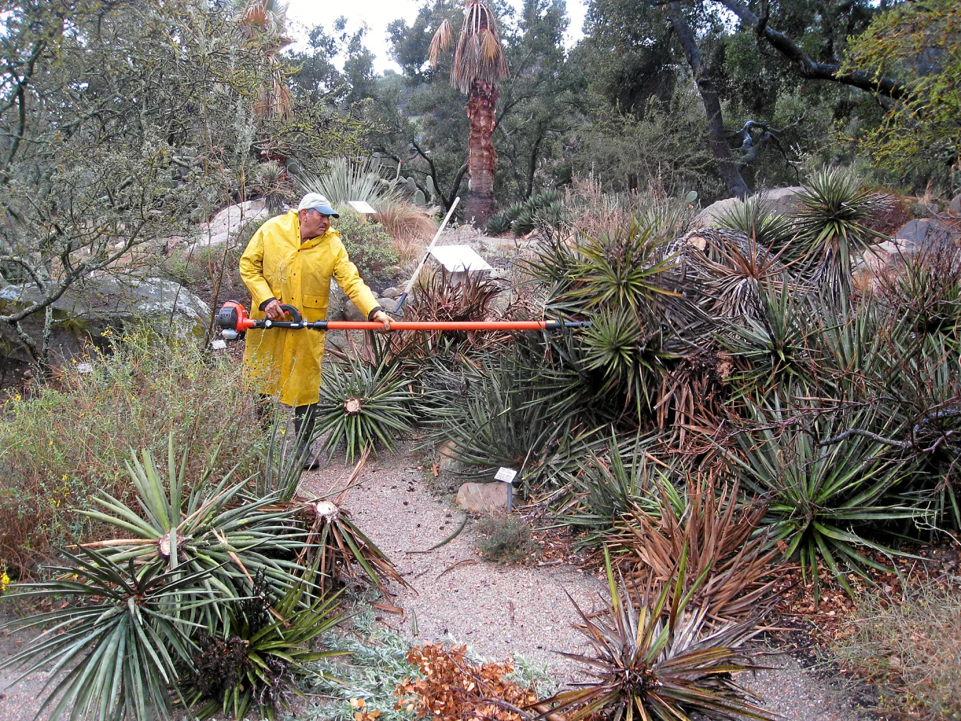 Fallen Mojave yucca (Yucca schidigera) during clean-up. Manuel Gonzales