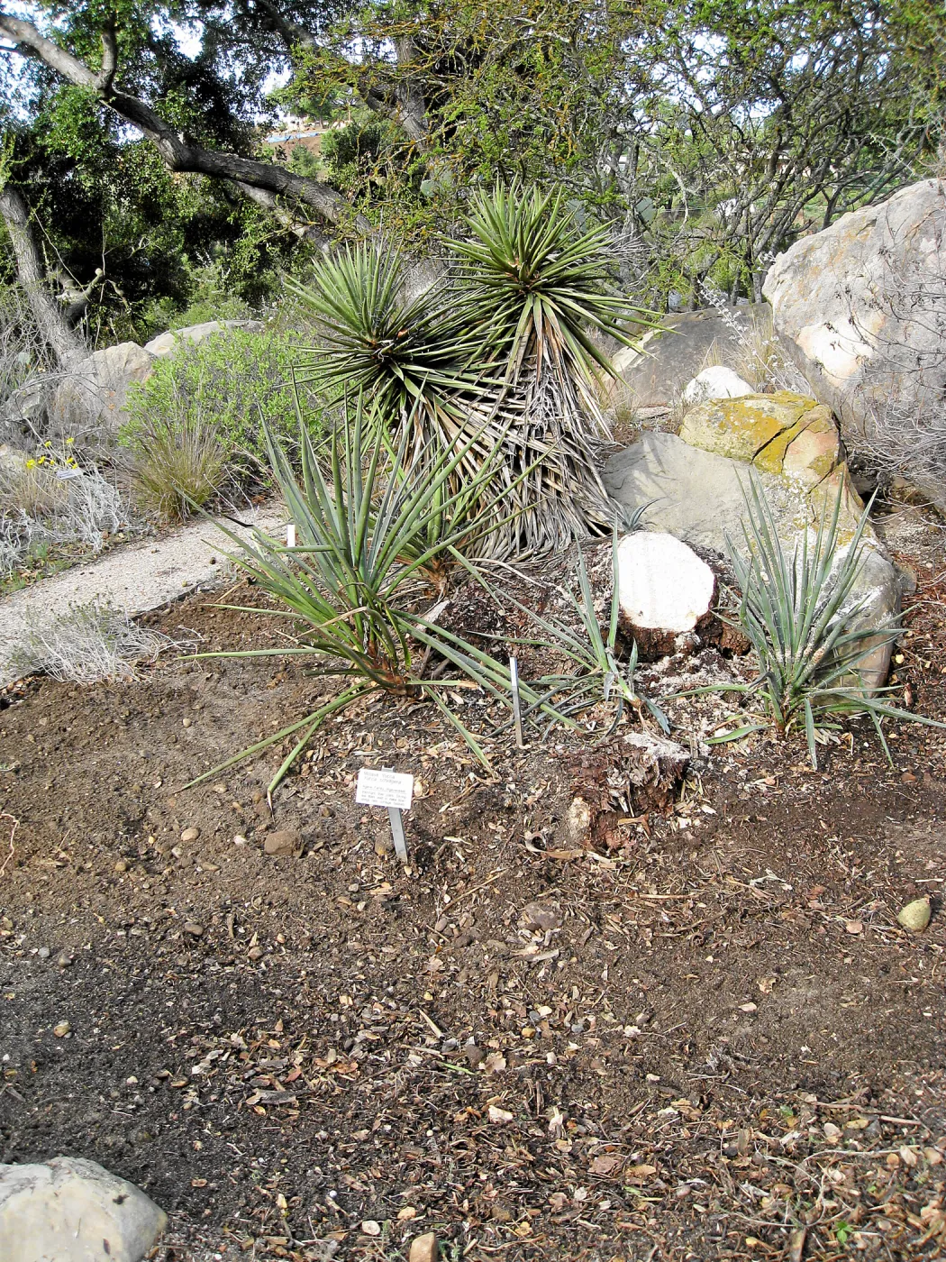 Fallen Mojave yucca (Yucca schidigera) after clean-up