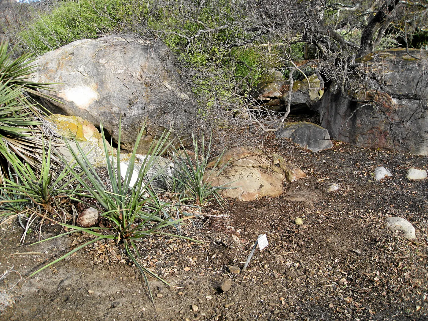 Fallen Mojave yucca (Yucca schidigera) after clean-up