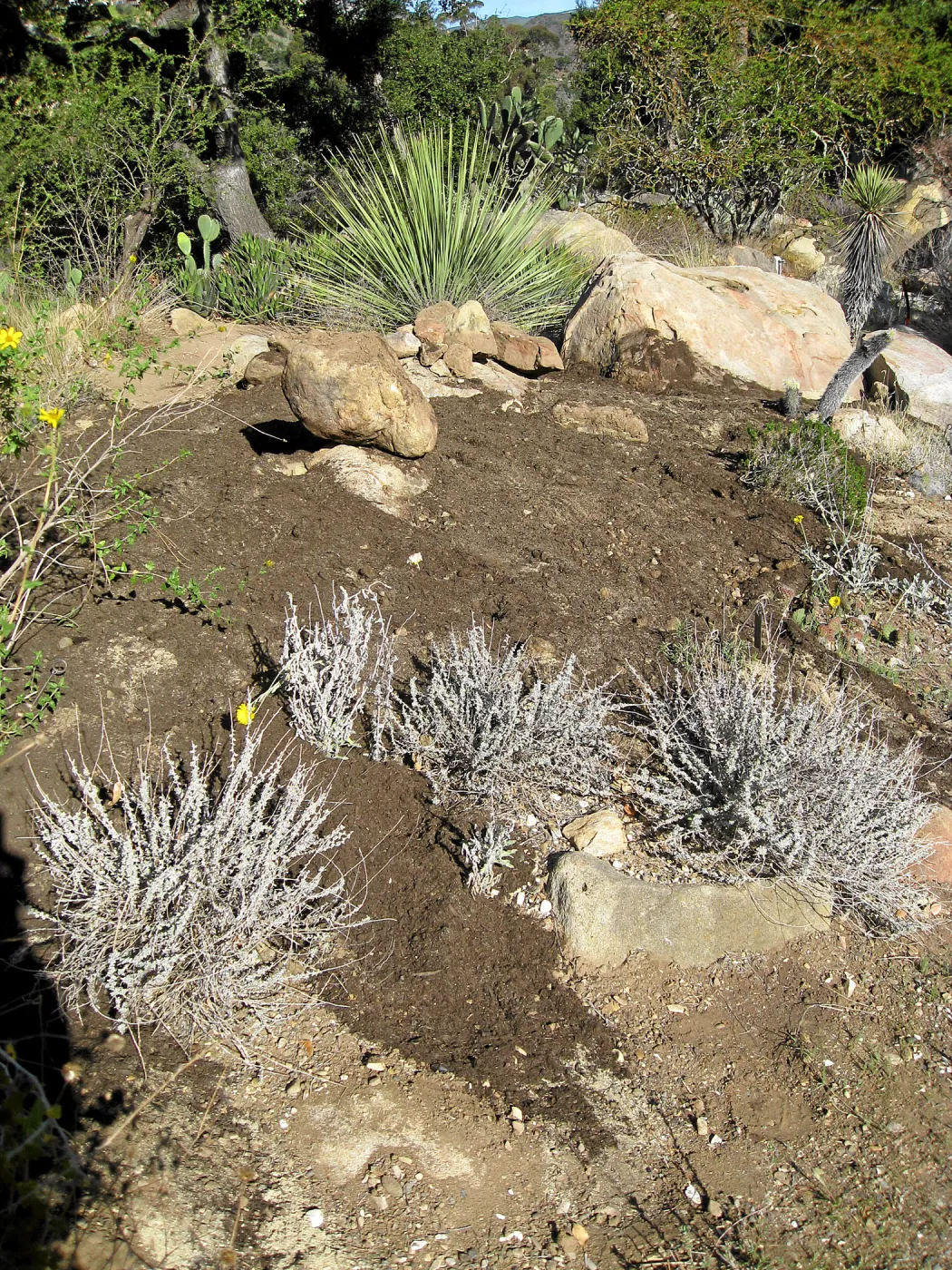 Reworked mound in Desert section before seeding with wildflowers