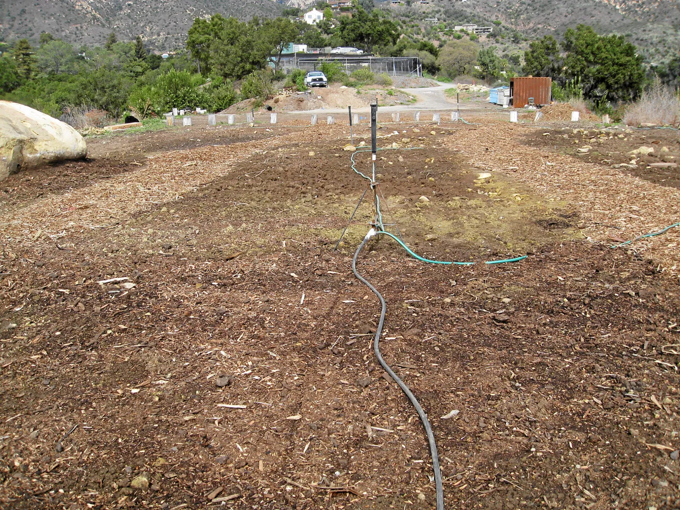 Gane House site seeded to wildflowers
