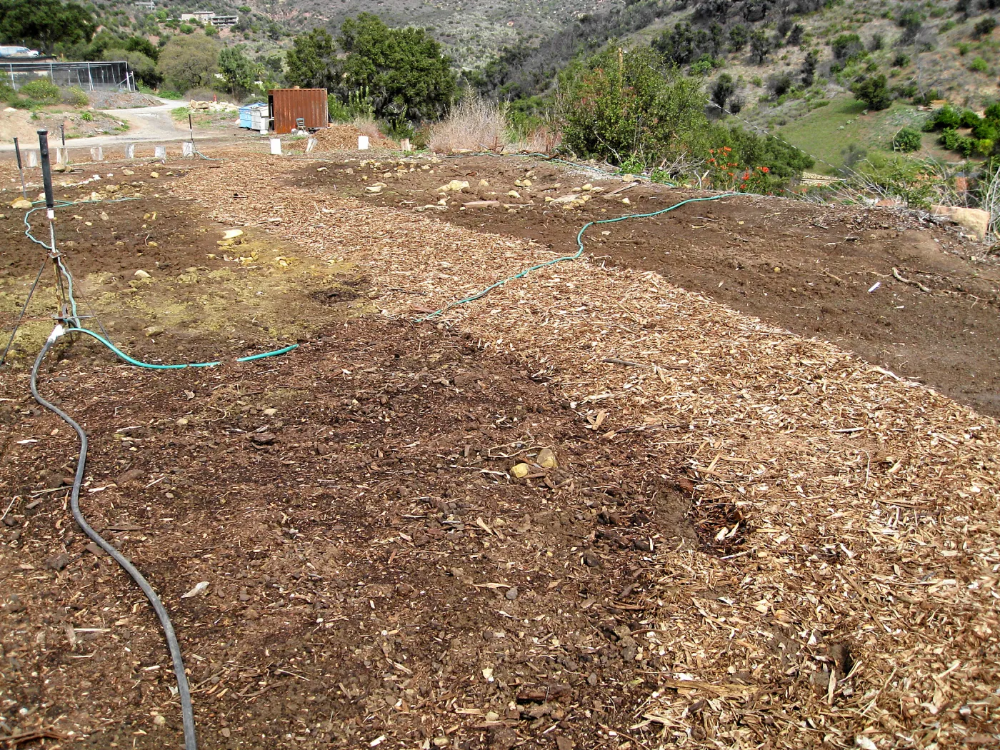 Gane House site seeded to wildflowers