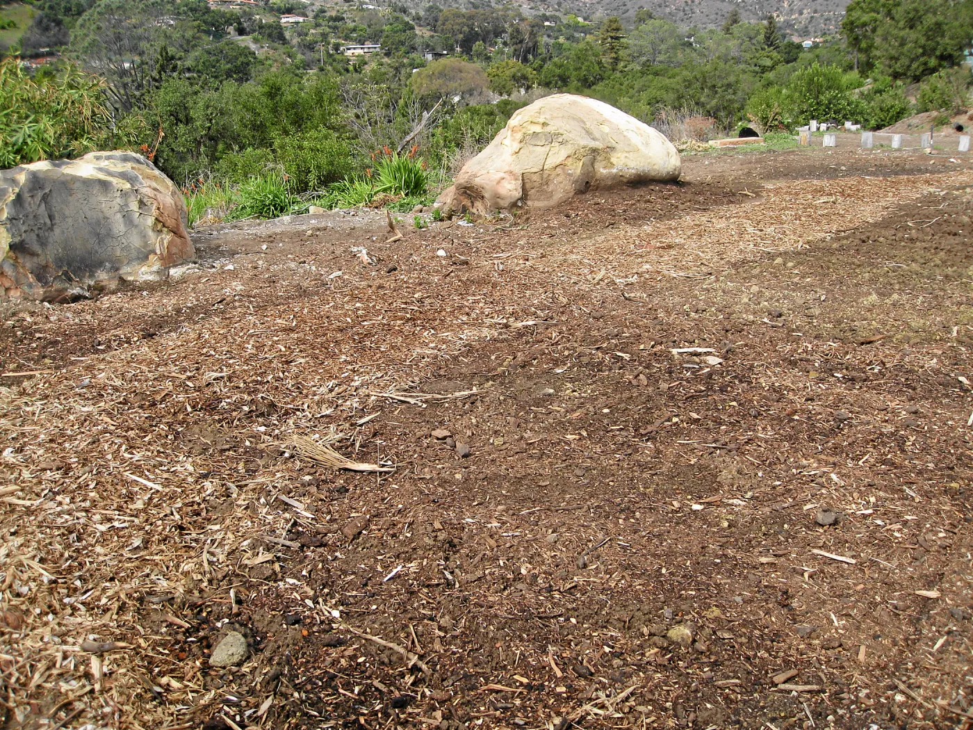 Gane House site seeded to wildflowers