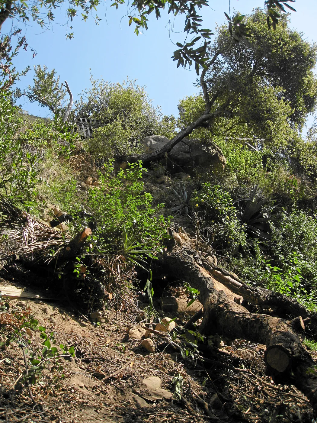 Unstable slope below Garden Growers lath house
