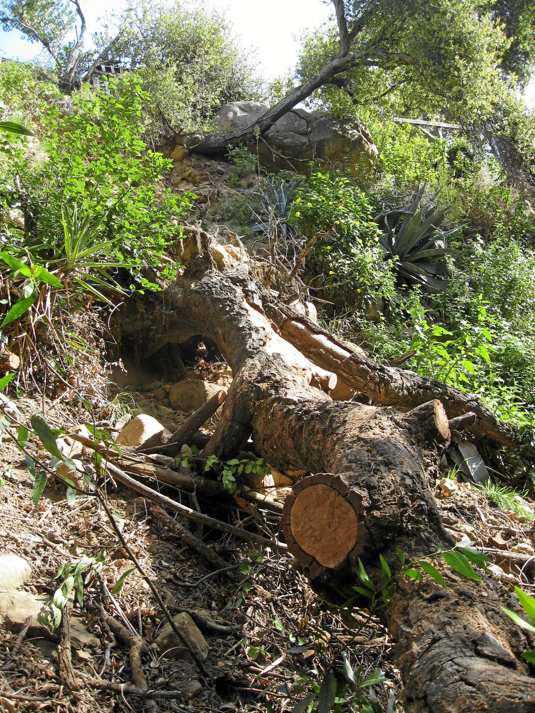 Unstable slope below Garden Growers lath house