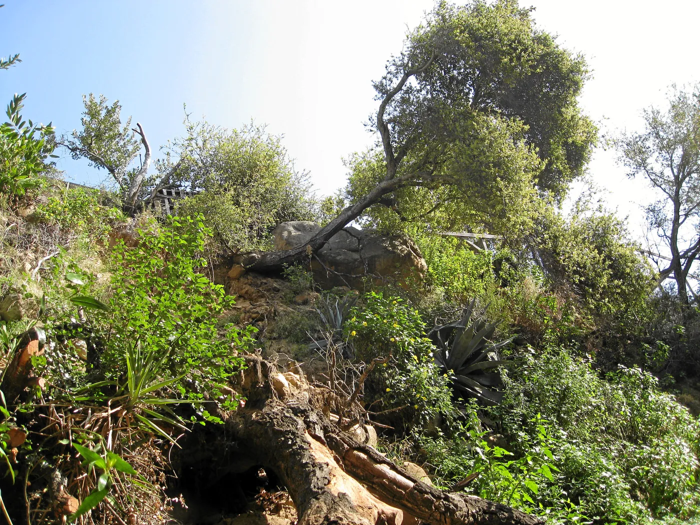 Unstable slope below Garden Growers lath house