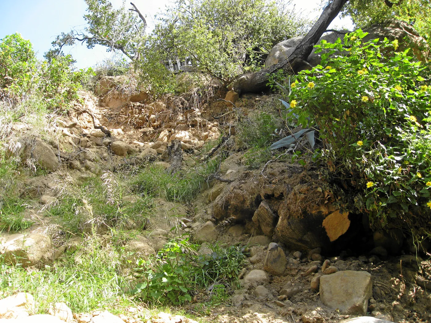 Unstable slope below Garden Growers lath house