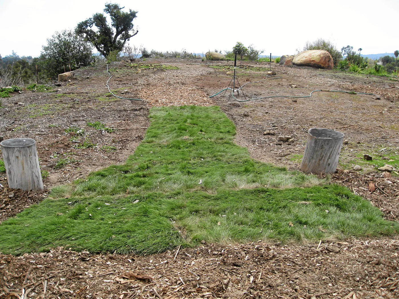 Native sod demonstration at Gane House site