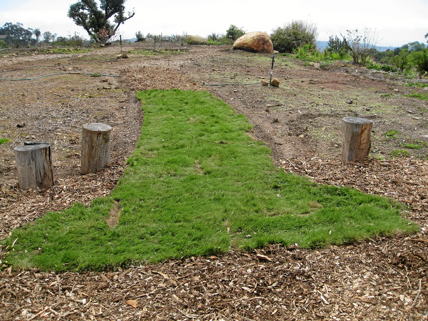 Native sod demonstration at Gane House site