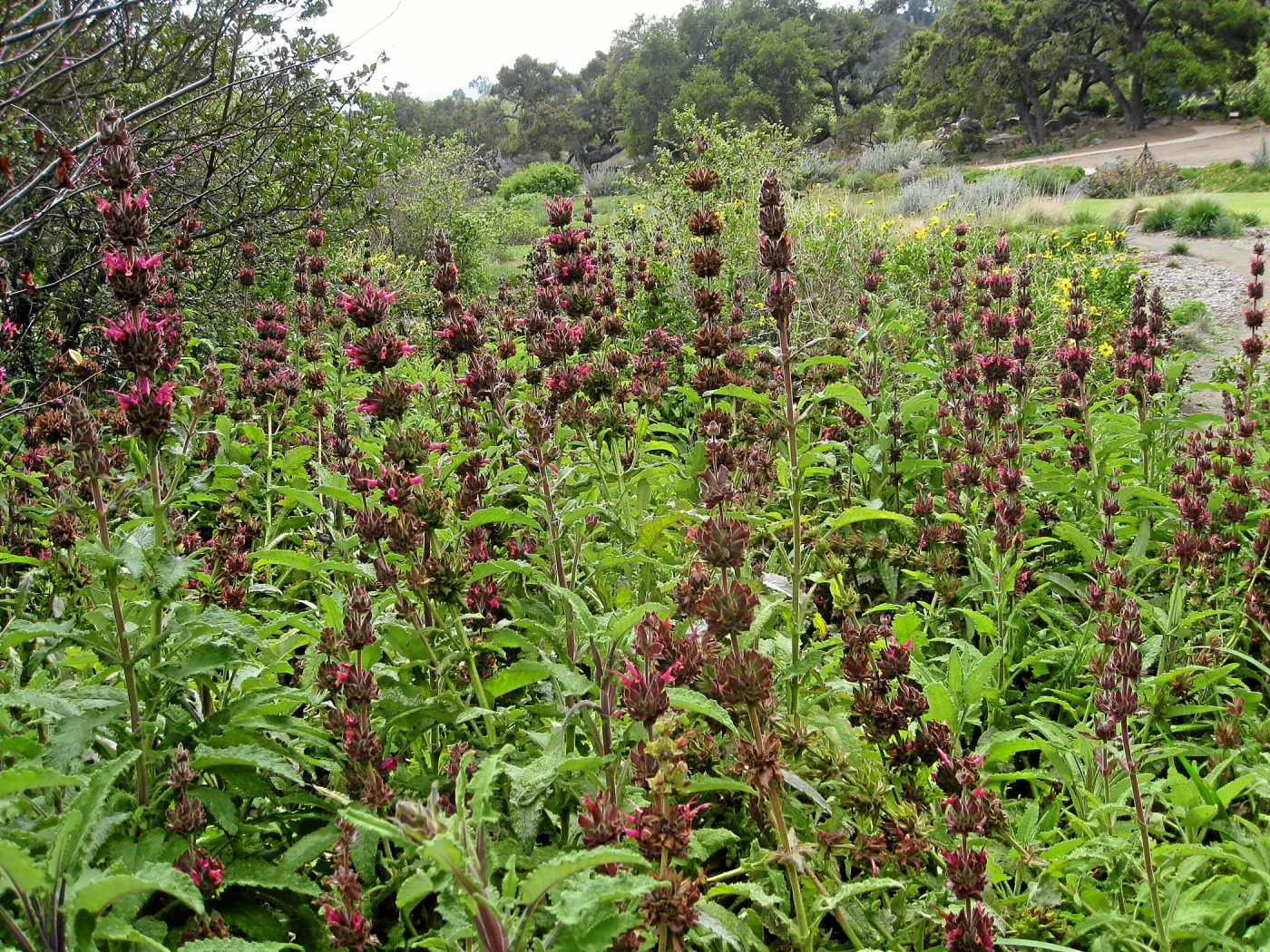 Hummingbird Sage top of Meadow