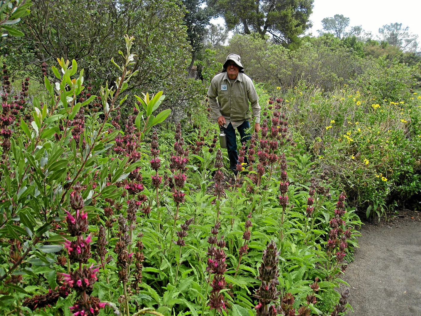 Hummingbird Sage top of Meadow, with Tony Lee