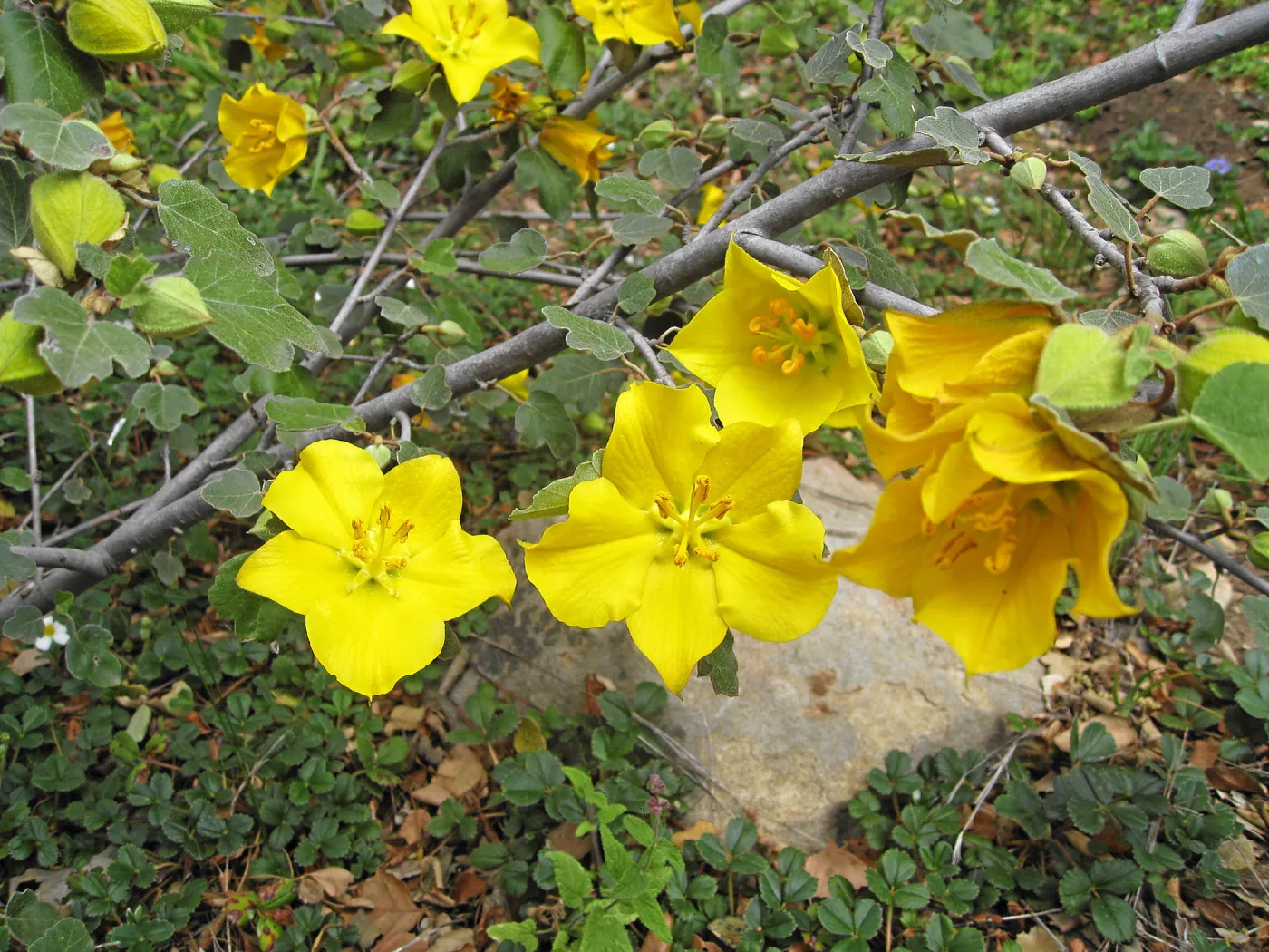 Fremontodendron California Glory