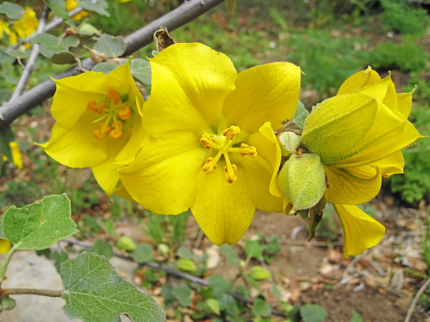 Fremontodendron California Glory