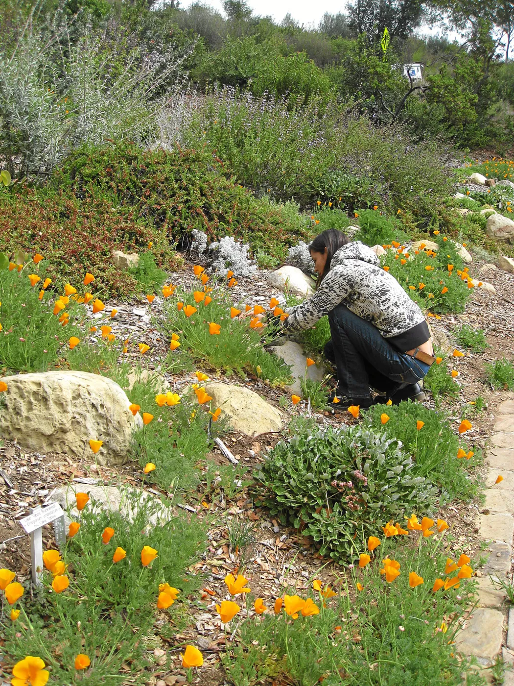 Betsy Lape in Meadow View