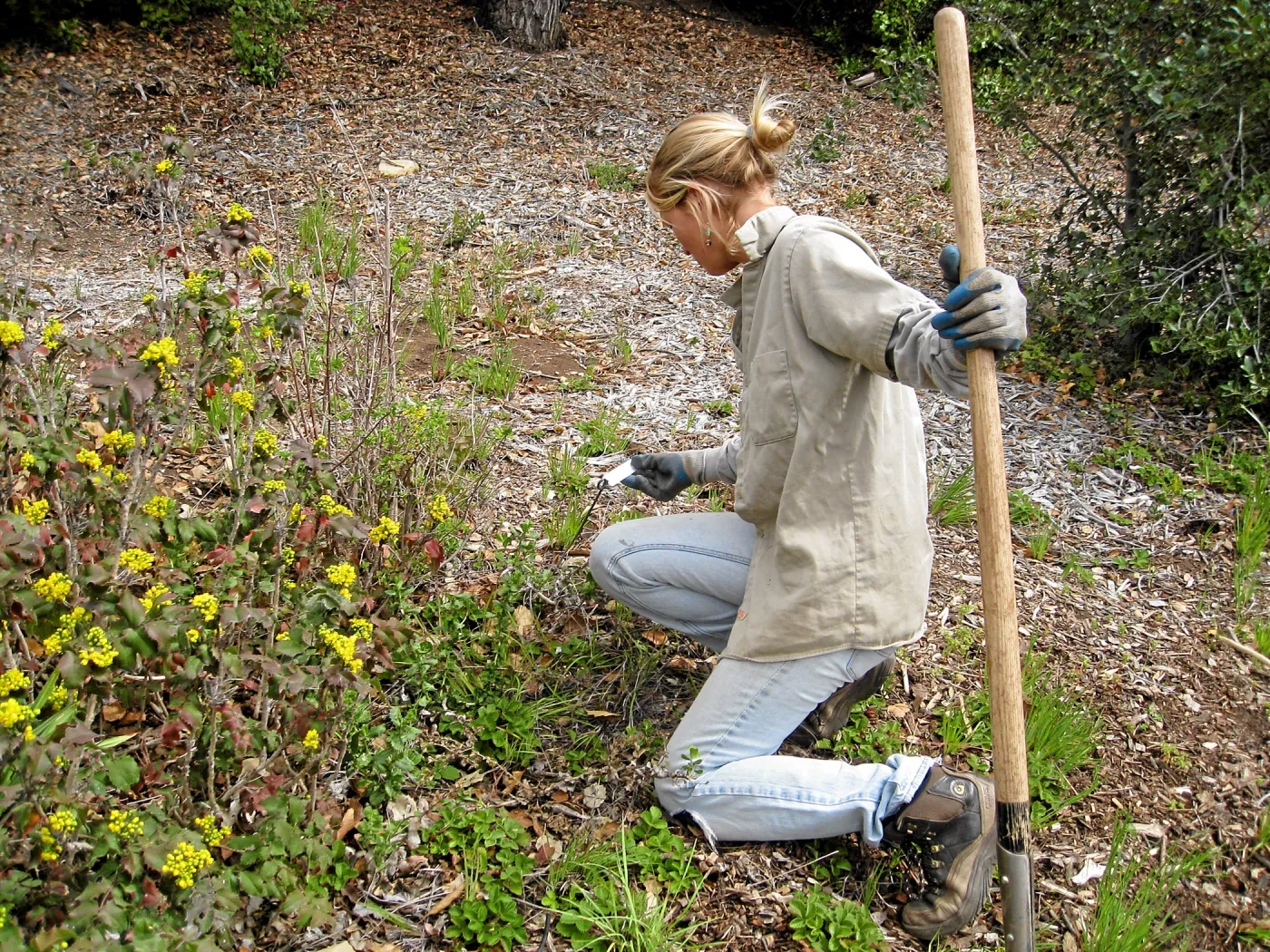 Leita Lord with Berberis in the Meadow View
