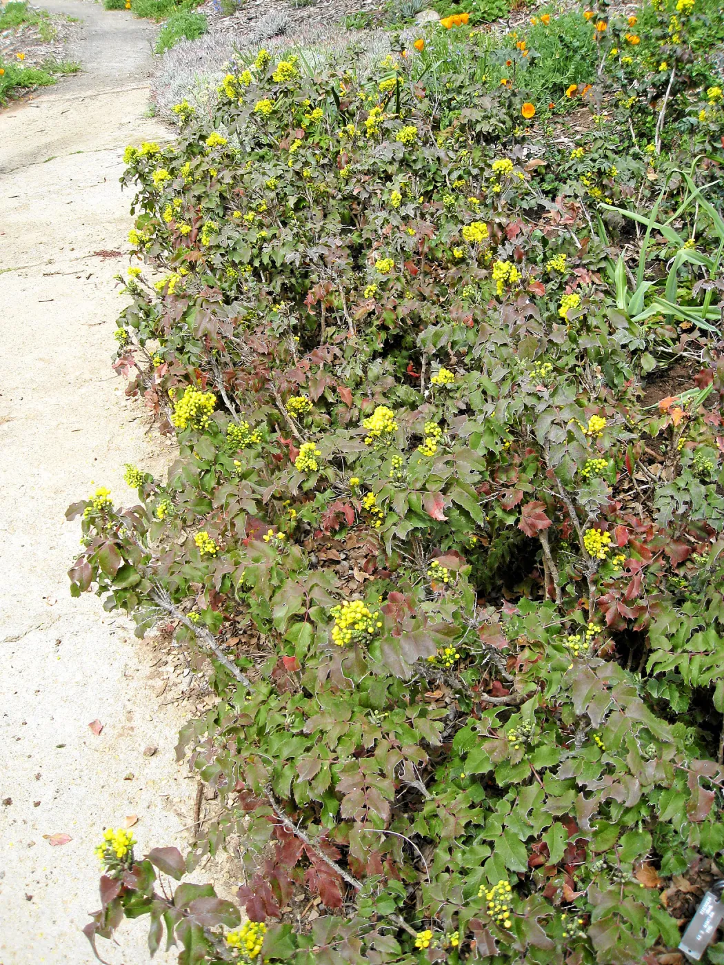 Berberis in the Meadow View