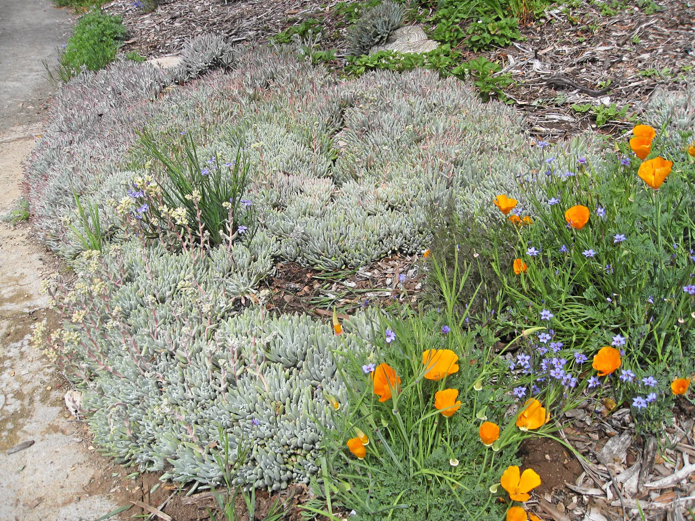 Dudleya hasseii in the Meadow View