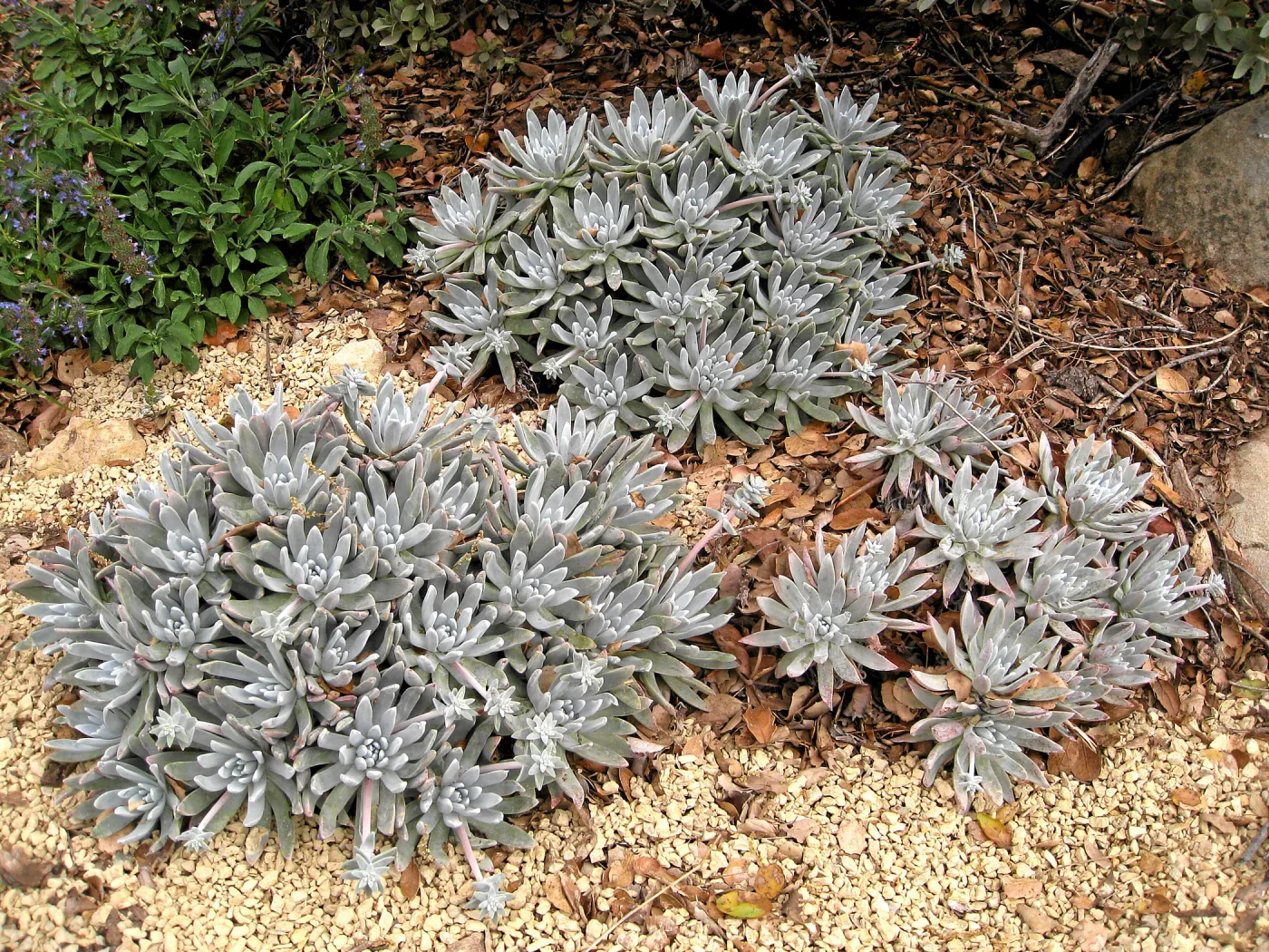 Dudleya Frank Reinelt in the Dudleya Display
