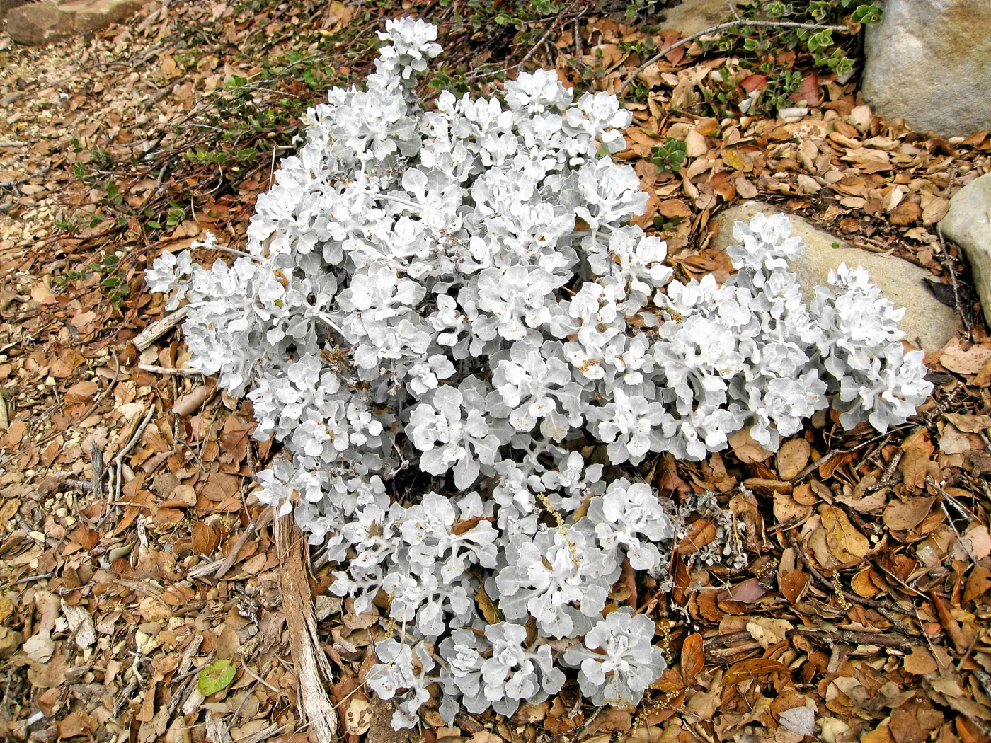 Eriogonum crocatum on the parking lot bank