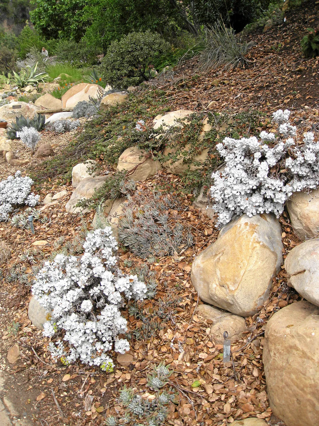 Eriogonum crocatum on parking lot bank