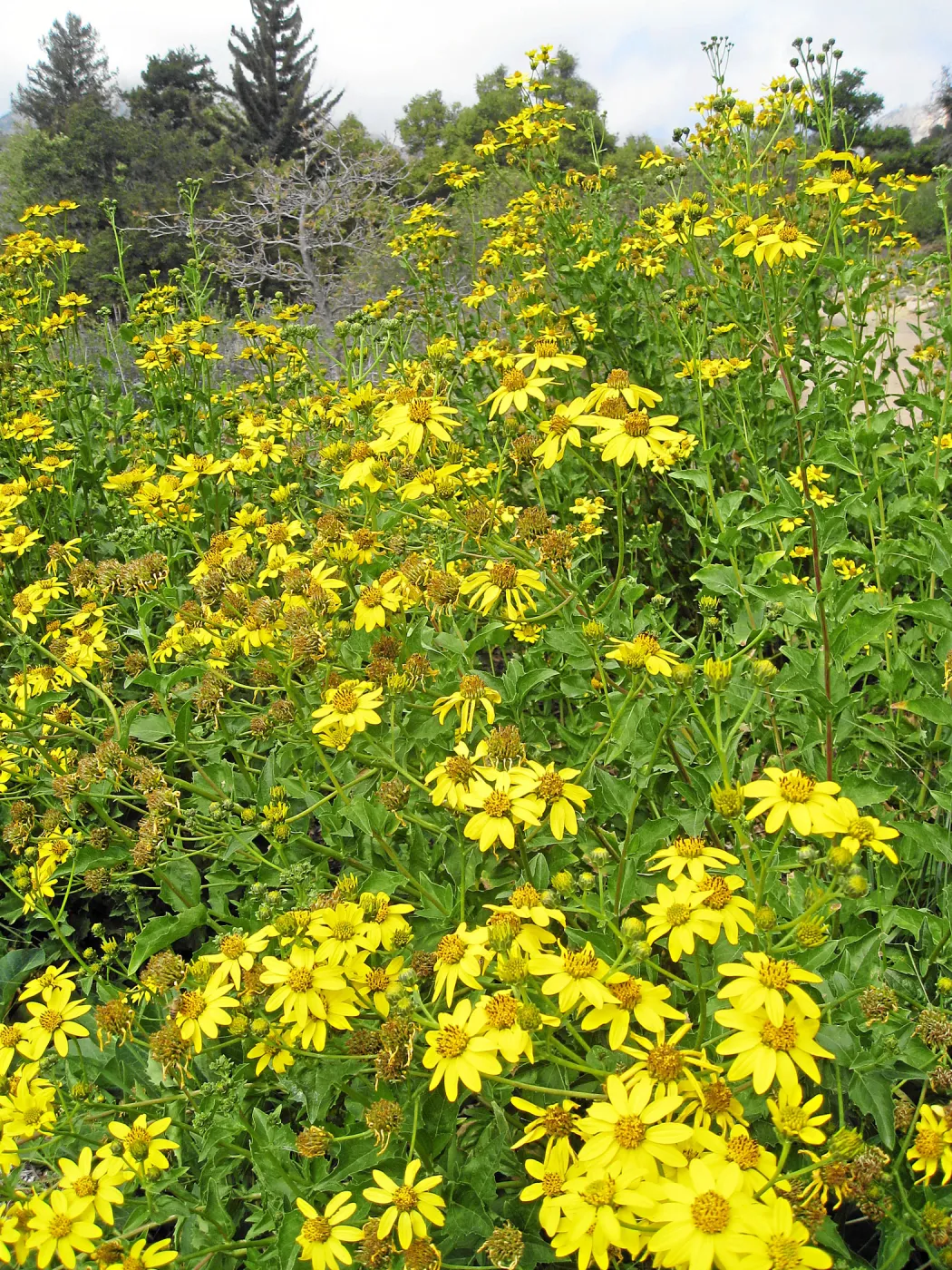 Verbesina hastata east side of Meadow