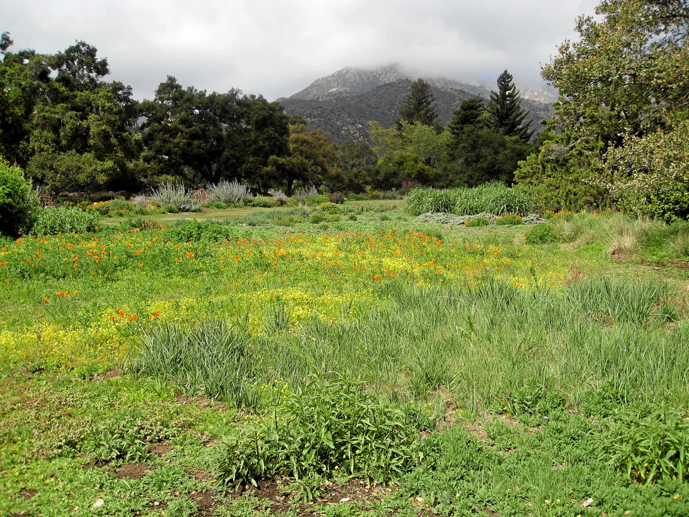 Wildflowers begining to bloom in the Meadow