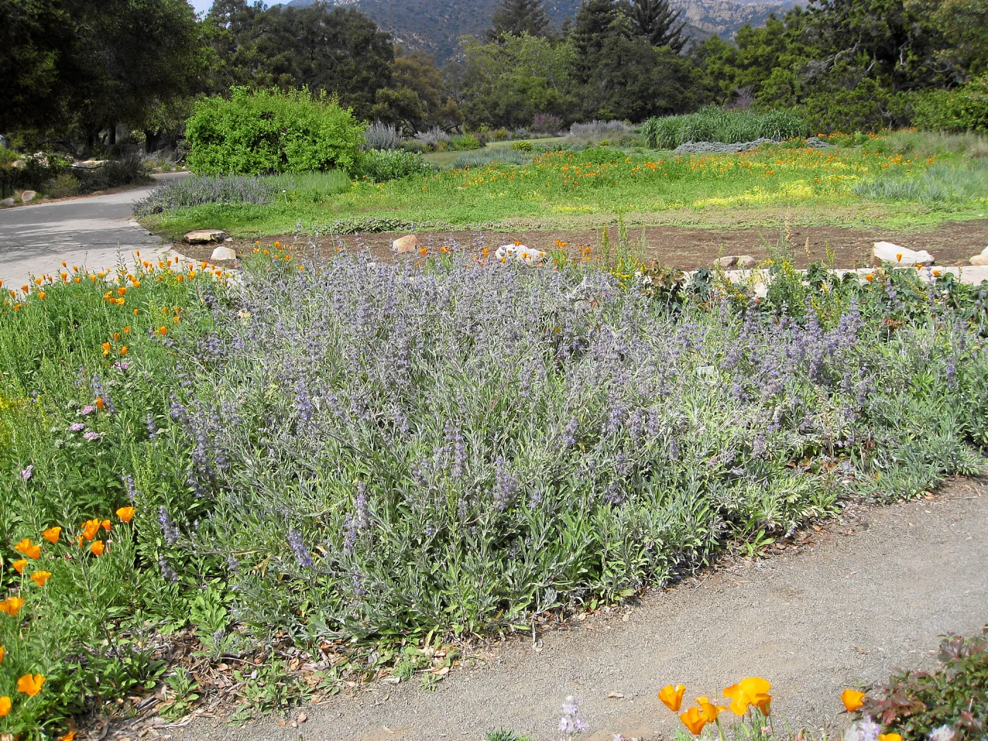 Salvia Bees Bliss (Sage)