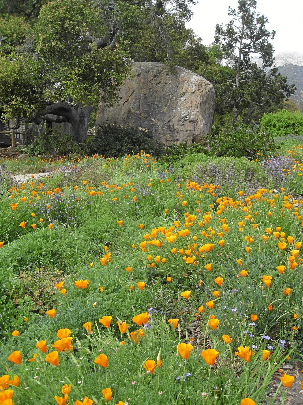 Groundcover Display, Blaksley boulder