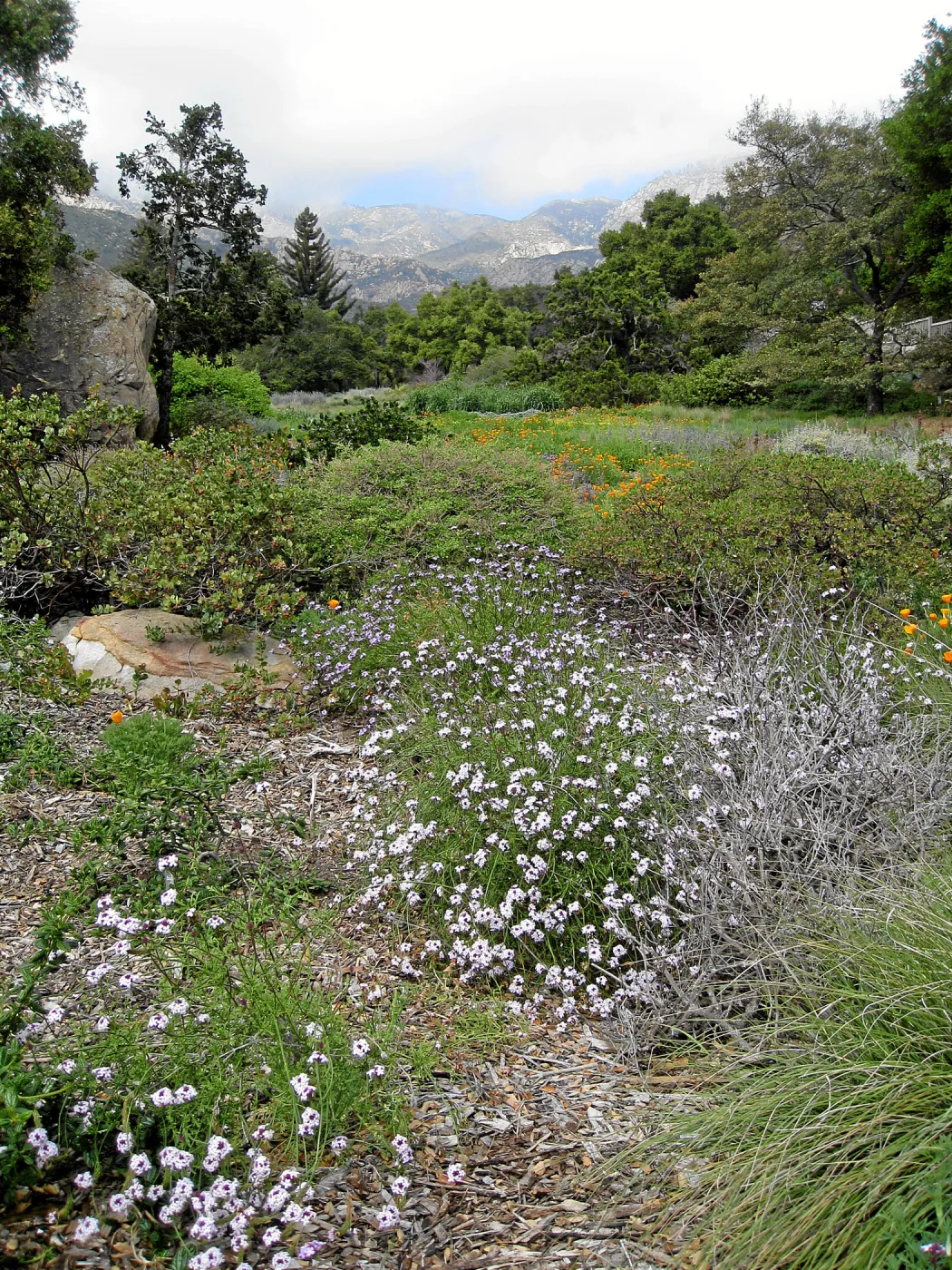 Verbena Paseo Rancho in Groundcover Display