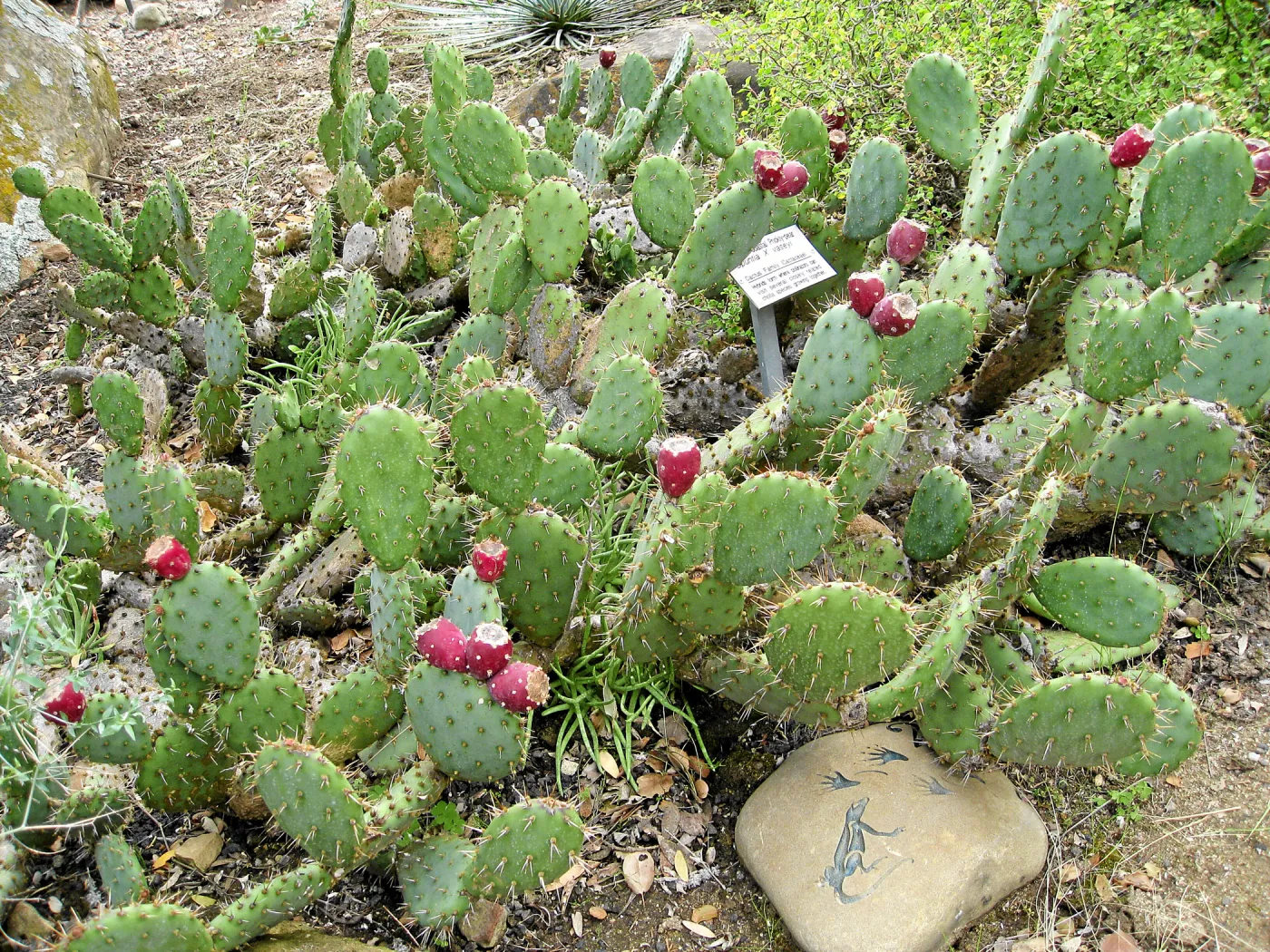 Opuntia x vaseyi in the Desert Section