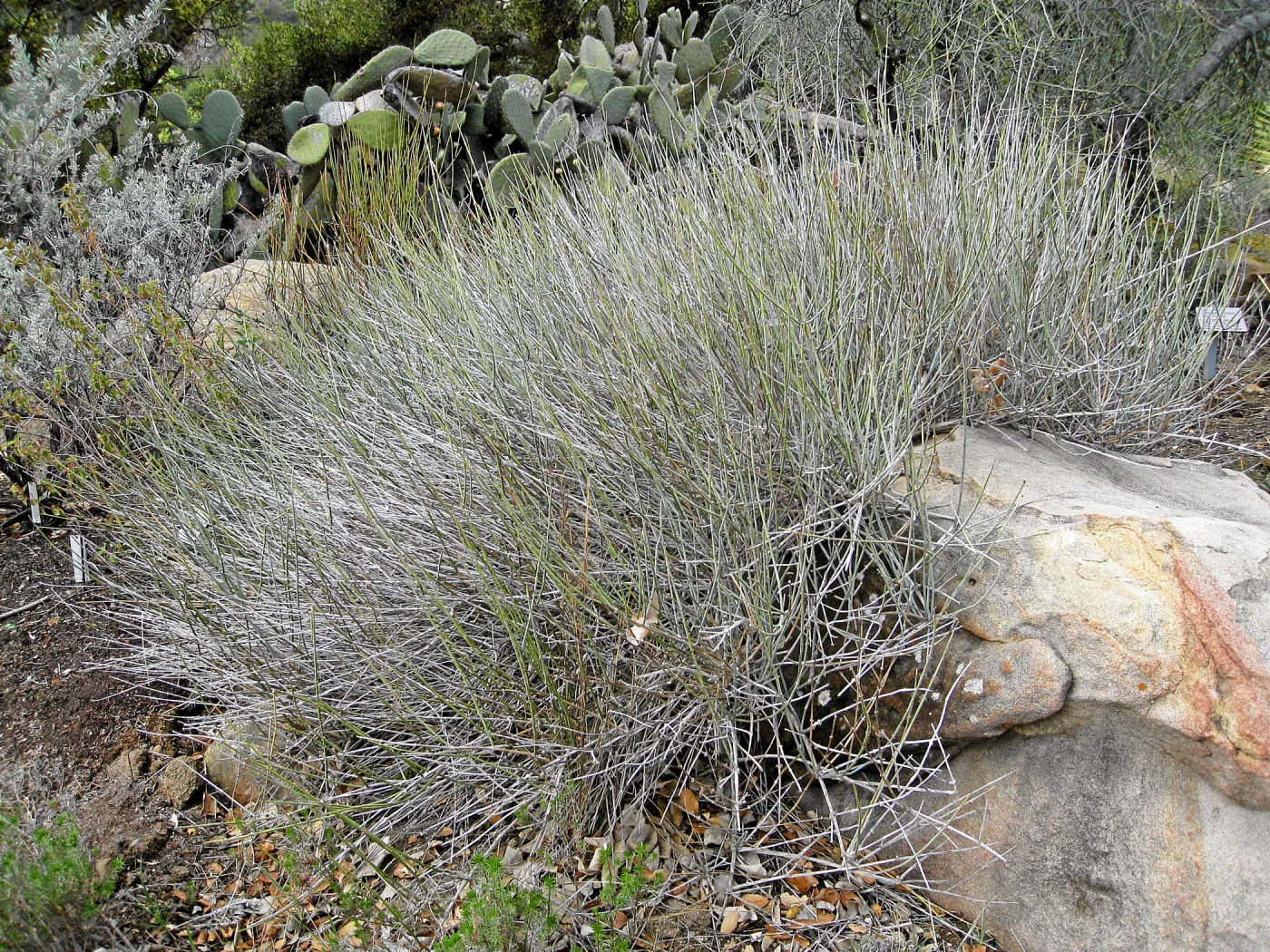 Ephedra nevadensis in the Desert Section