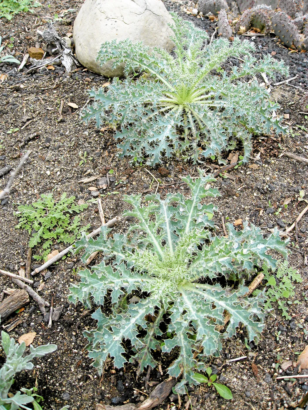 Argemone corymbosa in Desert Section