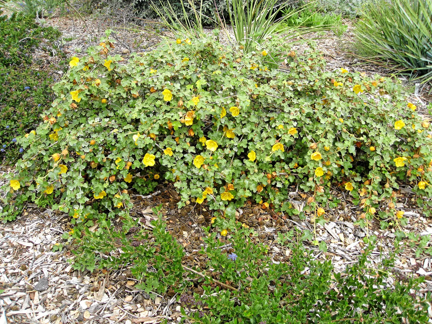 Fremontodendron Daras Gold on the Porter Trail ridge